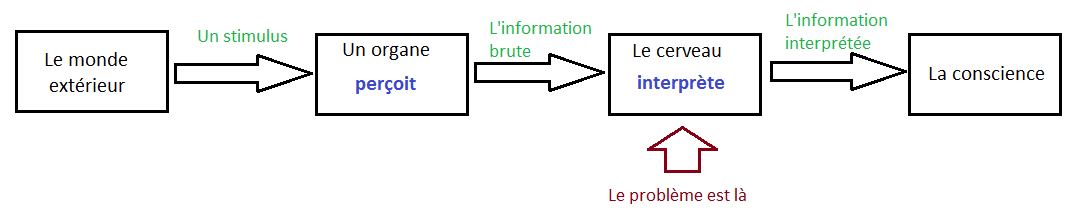 L'organe perçoit un stimilus du monde extérieur, le cerveau interpréte l'information