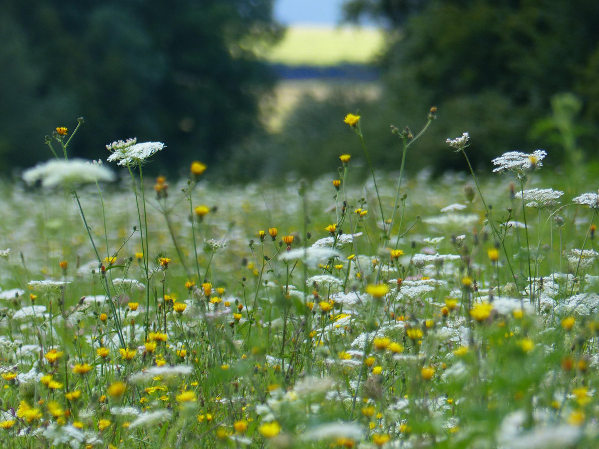 Fleurs des champs