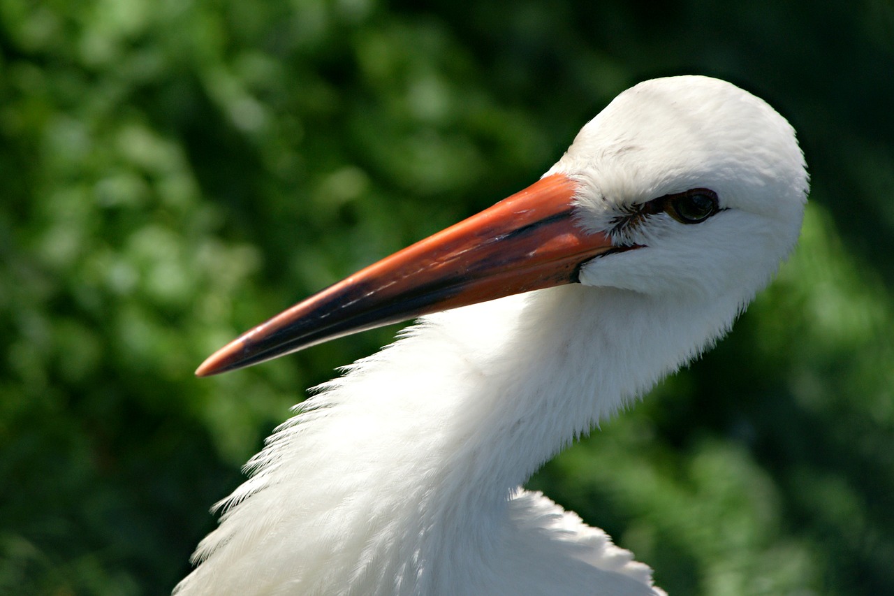 Une cigogne