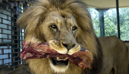 Un lion mangeant de la viande